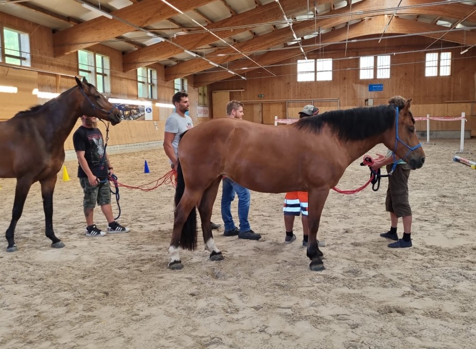 Niklaus Strassenbau_ Teamevent Pferd